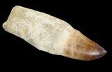 Rooted Mosasaur (Prognathodon) Tooth #89011-1